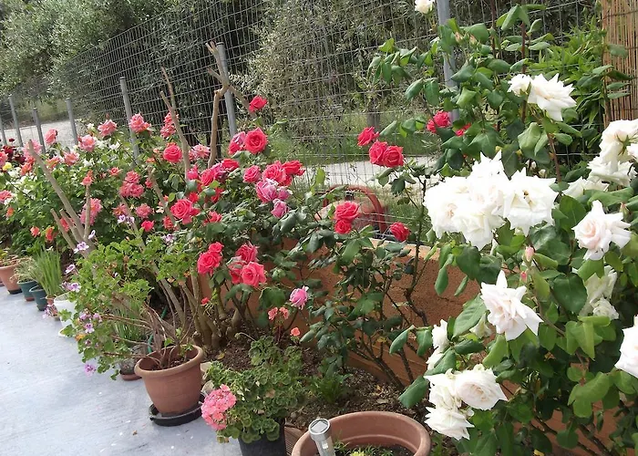 Apartment Stella 's Sea Front Geni (Lefkada)